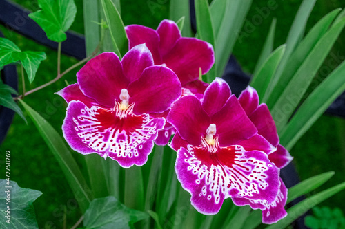 Miltoniopsis Orchid photo