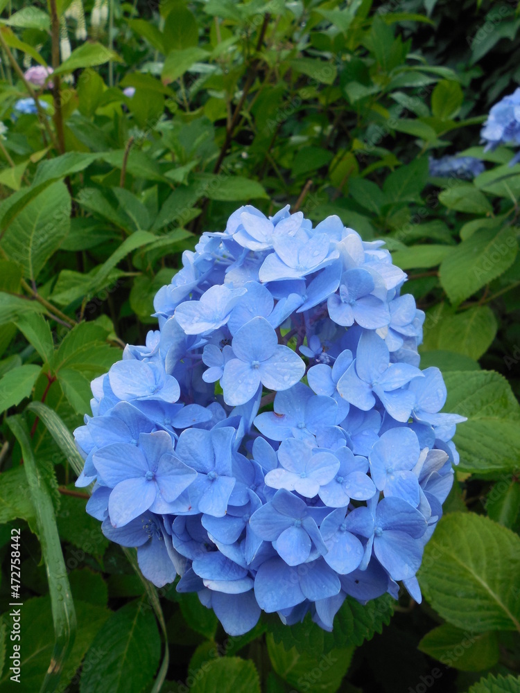 Flowering large-leaved hydrangea (Hydrangea macrophylla). Bright blue inflorescence on a background of green leaves. Flowering large-leaved hydrangea (Hydrangea macrophylla). Bright blue inflorescence on a background of green leaves.