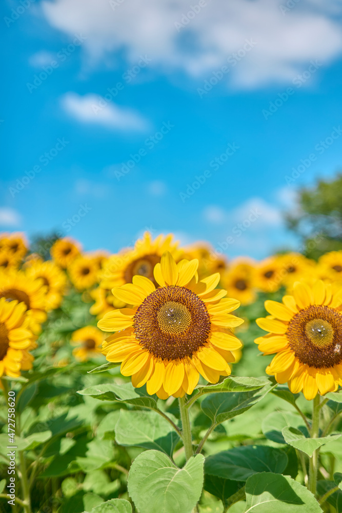 Fototapeta premium Sunflower Field in Nagai Park（長居公園）