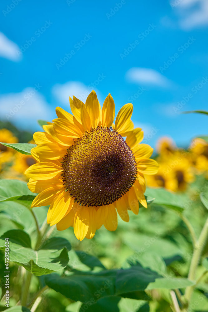 Naklejka premium Sunflower Field in Nagai Park(長居公園)