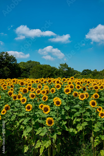 Sunflower Field in Nagai Park（長居公園）