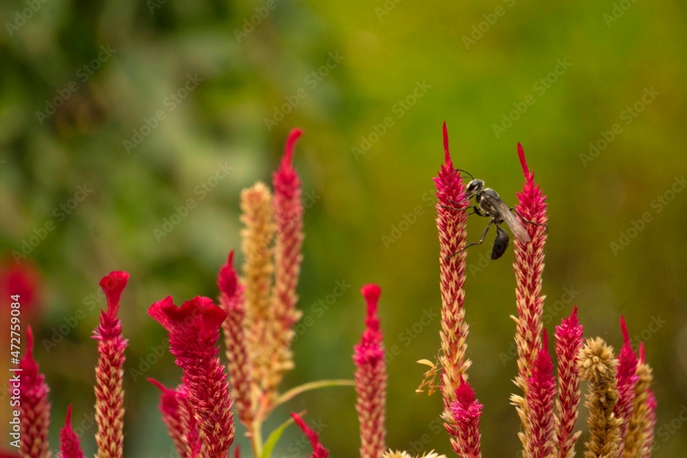 Wasp on a red cockscomb plant, India Wasp on a red cockscomb plant, India
