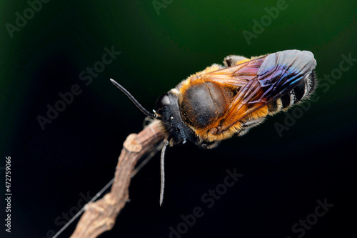Dorsal of giant resin bee, Megachile sculpturalis, Satara, Maharashtra, India