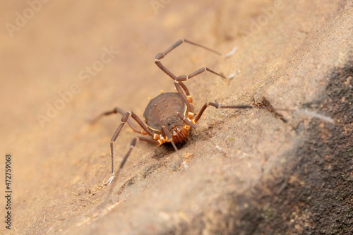 Harvestman spider, Hadrobunus grandis, Bhimashankar, Maharashtra, India photo