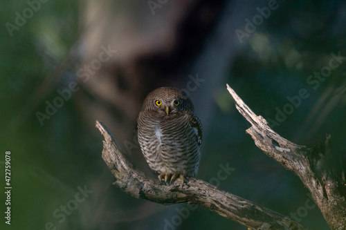 Jungle Owlet on tree branch, Glaucidium radiatum, Topchachi wildlife sanctuary, Jharkhand, India photo