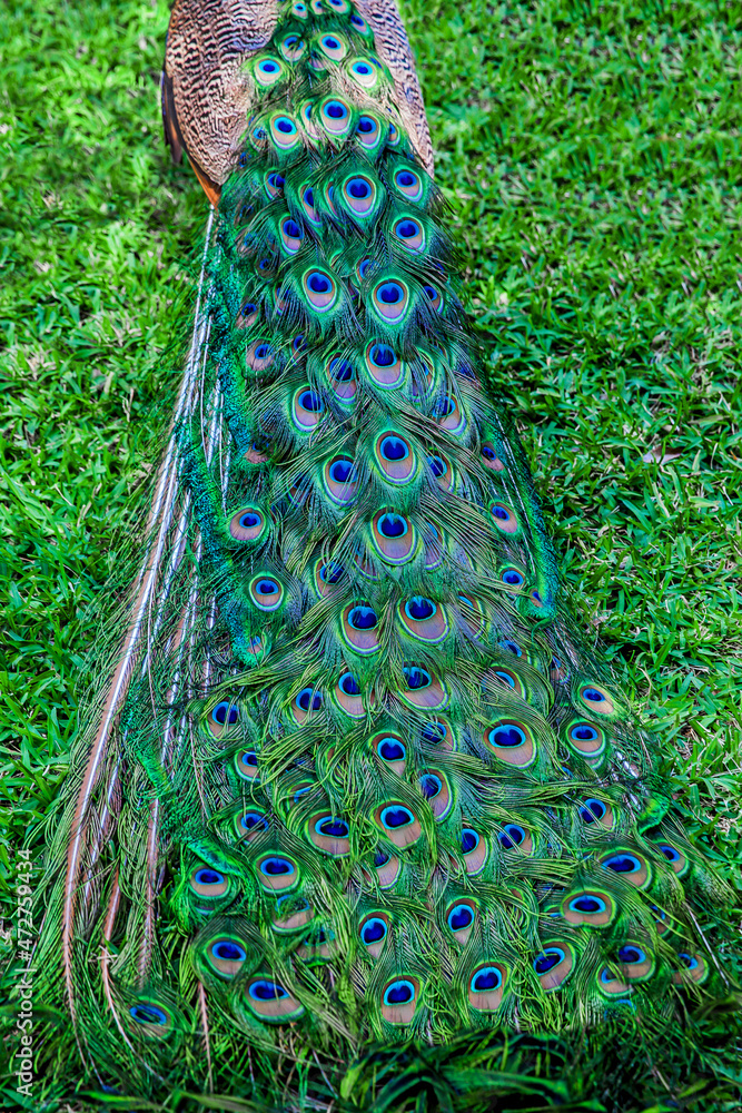 Obraz premium peacock tail
