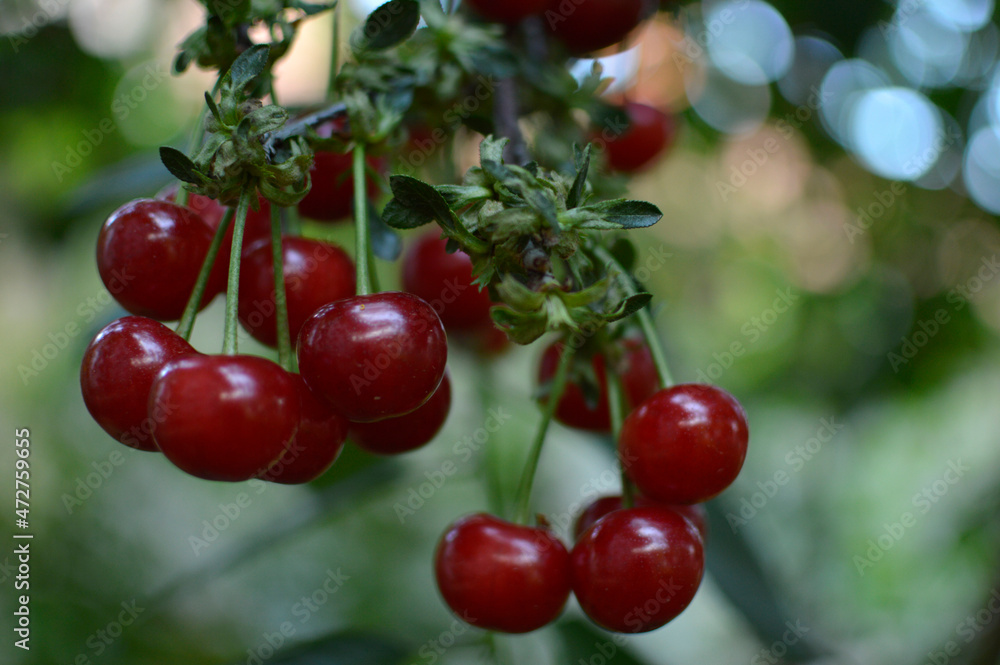 branch of ripe cherries close up branch of ripe cherries close up