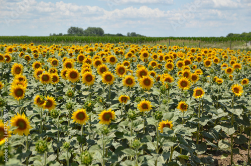 blooming sunflower field in Vojvodina