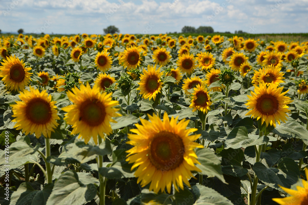 Fototapeta premium blooming sunflower field in Vojvodina