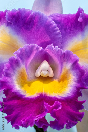 Fototapeta Naklejka Na Ścianę i Meble -  Cattleya orchid