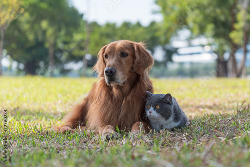 Sticker British Shorthair and Golden Retriever lying on the grass