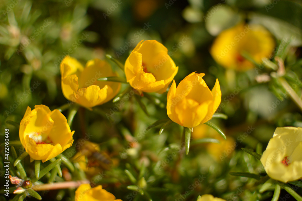 Portulaca grandiflora, moss rose in yellow blossom growing in the garden Portulaca grandiflora, moss rose in yellow blossom growing in the garden