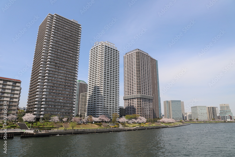 相生橋から見る桜満開の隅田川とタワーマンション群