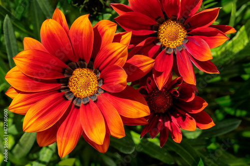 Gazania flowers