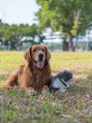 British Shorthair and Golden Retriever lying on the grass