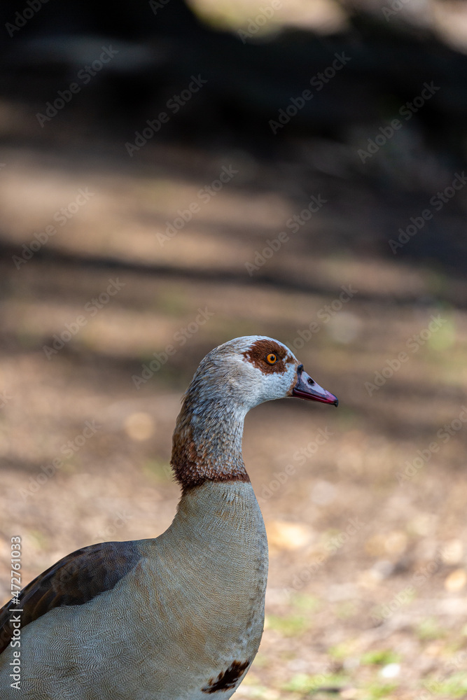 Egyptian goose on the grass field in a park Egyptian goose on the grass field in a park