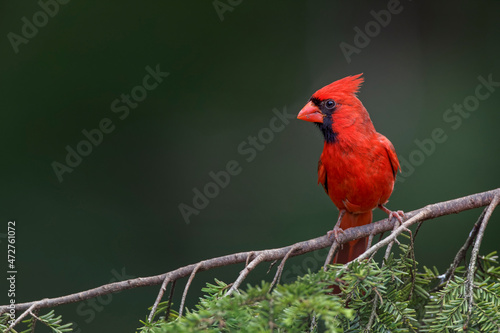Male northern cardinal © Danita Delimont