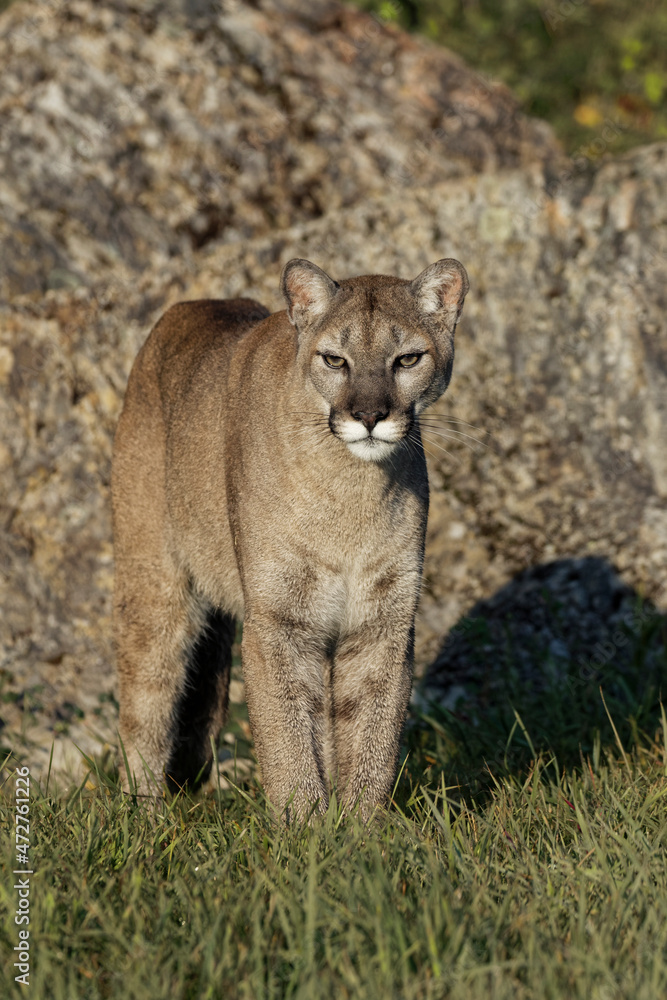 Obraz premium Mountain lion or puma