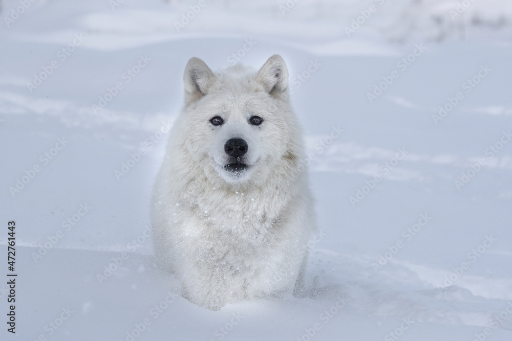 Arctic. Arctic wolf in deep snow. Arctic. Arctic wolf in deep snow.