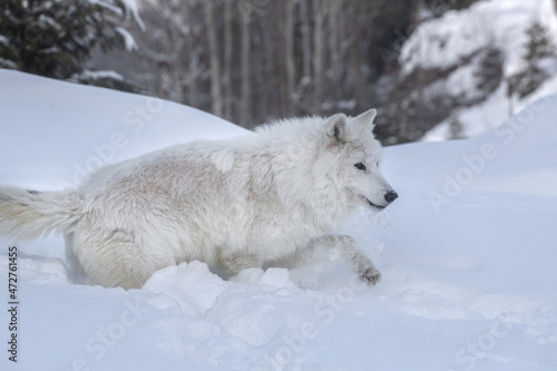 Arctic. Arctic wolf walking in deep snow.