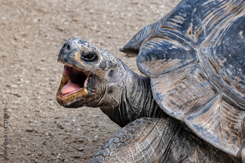 Aldabra Tortoise, Gatorland, Orlando, Florida photo