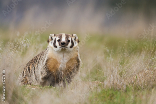 Photography American badger