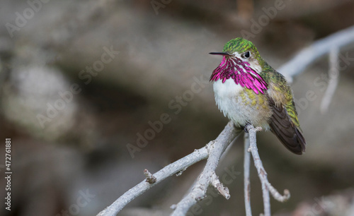 Calliope hummingbird (male) photo