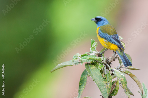 Blue and yellow tanager