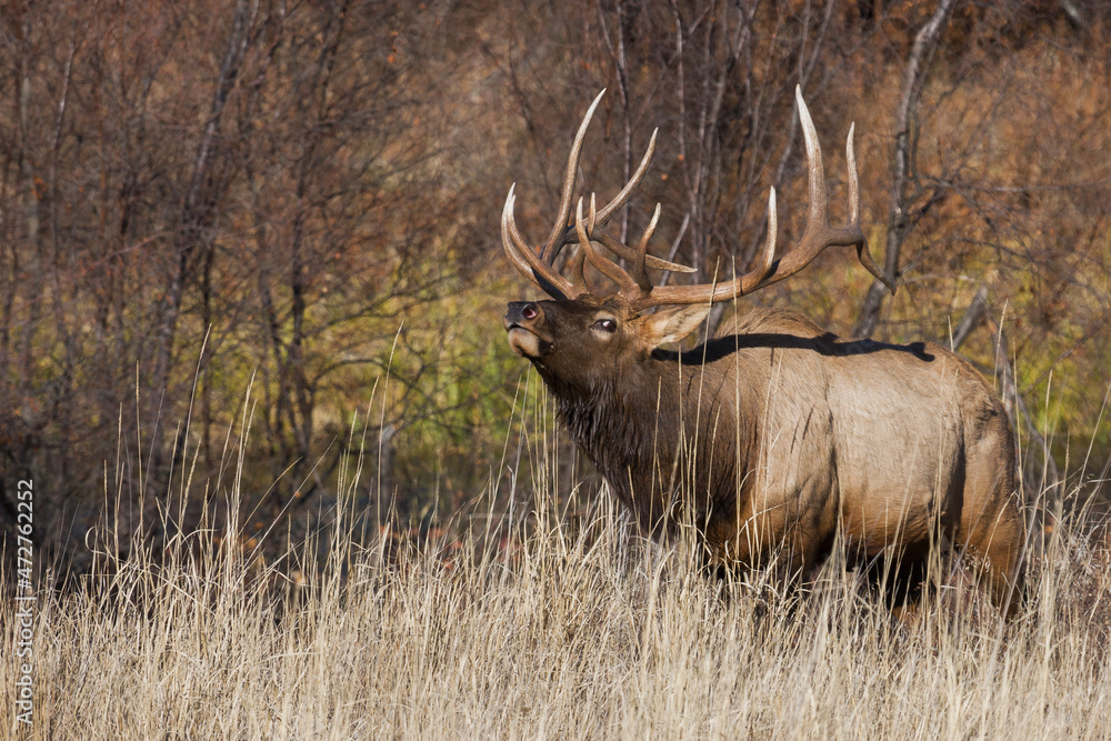 Bull elk