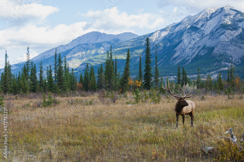 Bull elk, Canadian Rockies