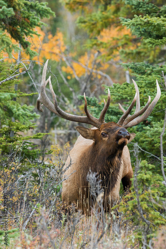 Bull elk, thick cover