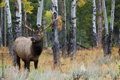 Bull elk portrait in Aspen grove