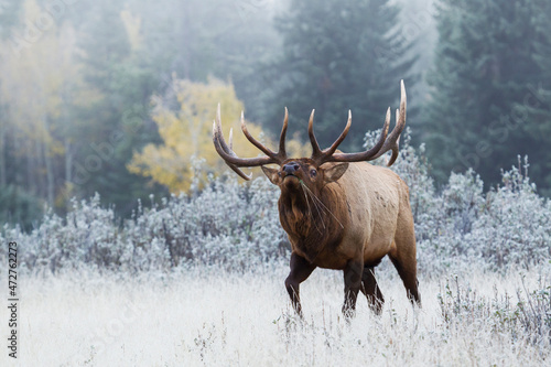 Bull elk, dominance © Danita Delimont