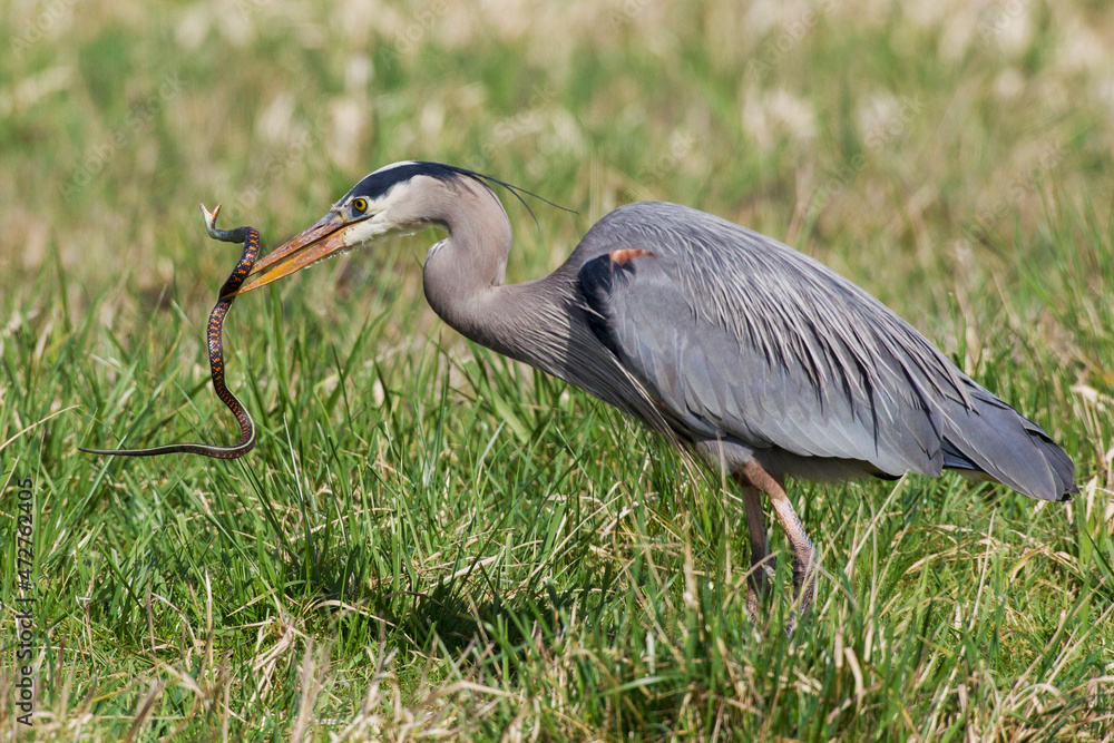 Fototapeta premium Great blue heron with garter snake