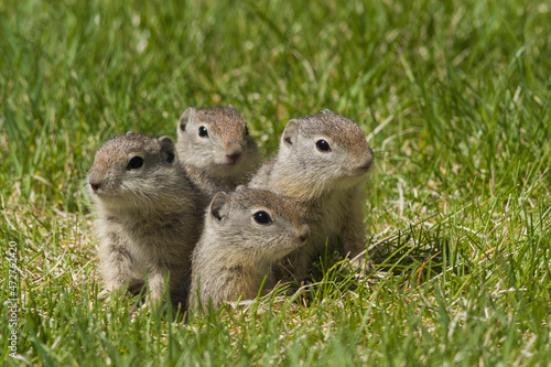 Young belding's ground squirrels squeezing out of burrow