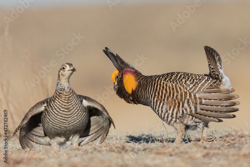 Greater prairie chickens, courtship on the lek photo