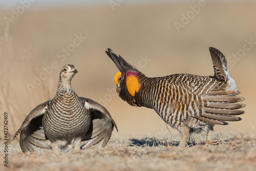 Greater prairie chickens, courtship on the lek