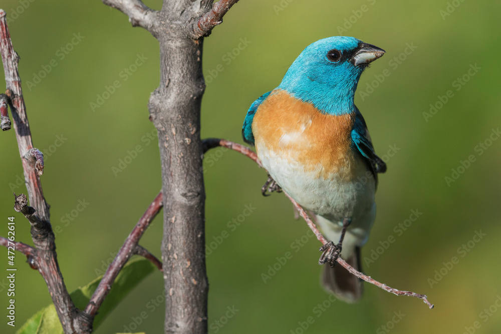 Fototapeta premium Lazuli bunting