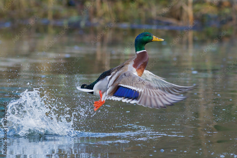 Obraz premium Mallard drake lifting off