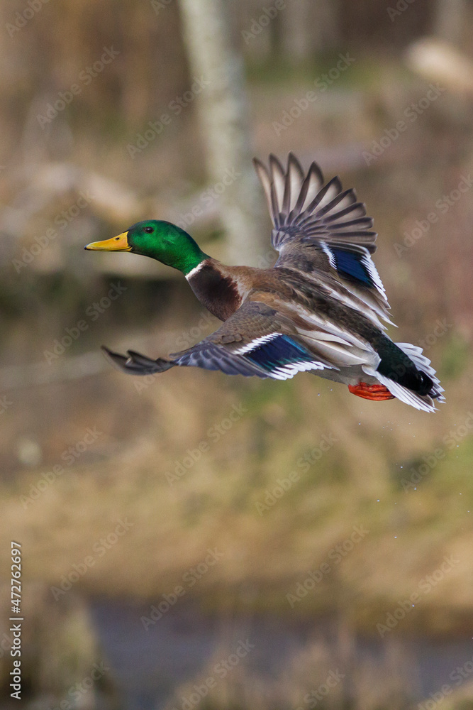 Obraz premium Mallard drake taking flight