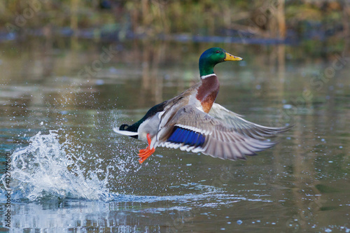 Mallard drake lifting off