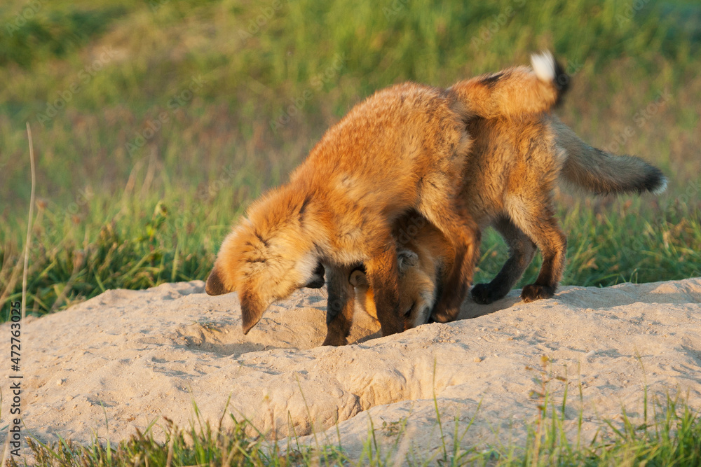 Red kit fox playing at den entrance
