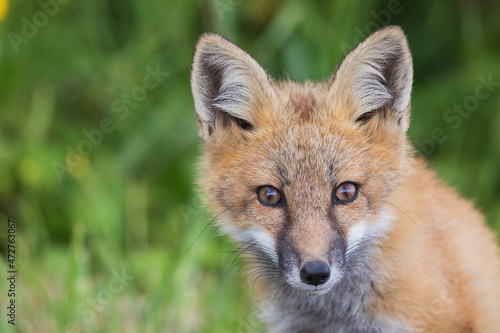 Red fox, curious youngster © Danita Delimont