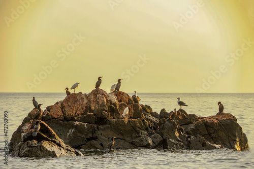 Phalacrocorax carbo - The great cormorant is a species of suliform bird in the Phalacrocoracidae family. photo