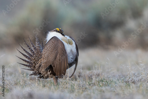 Φωτογραφία Greater Sage-Grouse, courtship display