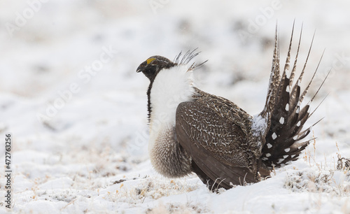 Greater Sage-Grouse, snowy courtship dance photo