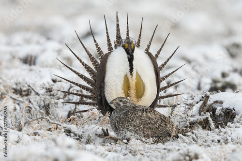 Tablou canvas Greater Sage-Grouse, courtship