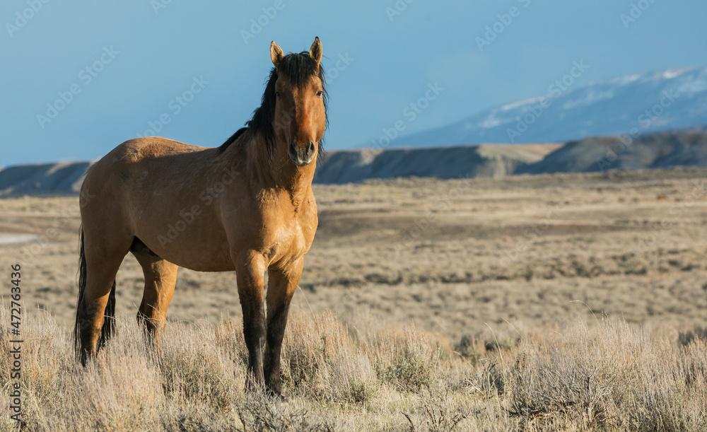 Wild horse, proud stallion Wild horse, proud stallion