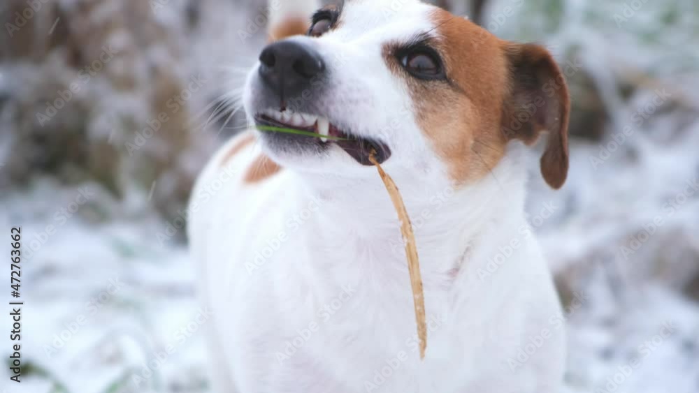 Jack russell terrier dog with pleasure eating dry grass from under the snow, close-up. Walking dogs in a nature park in winter, caring for pets. Digestion and unusual food preferences of pets. Jack russell terrier dog with pleasure eating dry grass from under the snow, close-up. Walking dogs in a nature park in winter, caring for pets. Digestion and unusual food preferences of pets.
