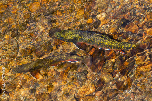 Canvas-taulu Brook trout, spawning season